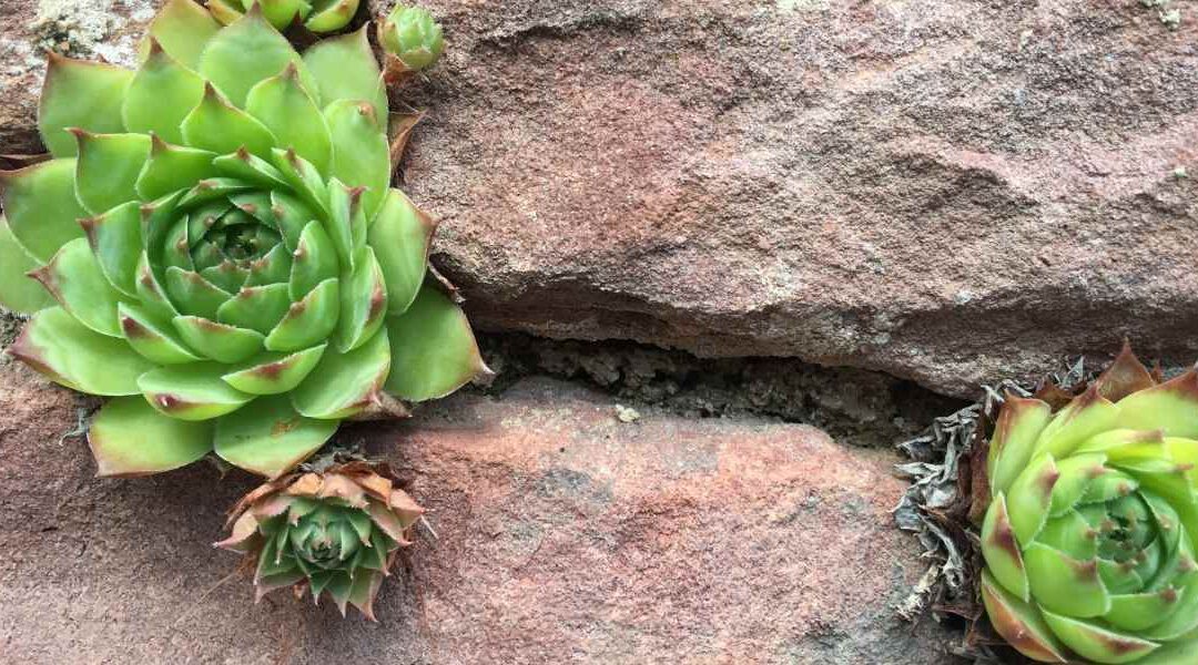 MBSR – Stressbewältigung durch Achtsamkeit